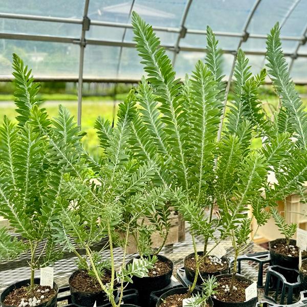 アカシア　ブルーブッシュ花芽付き　大苗 花芽付き☆ アカシア ブルーブッシュ 鉢植え 苗木 ミモザ