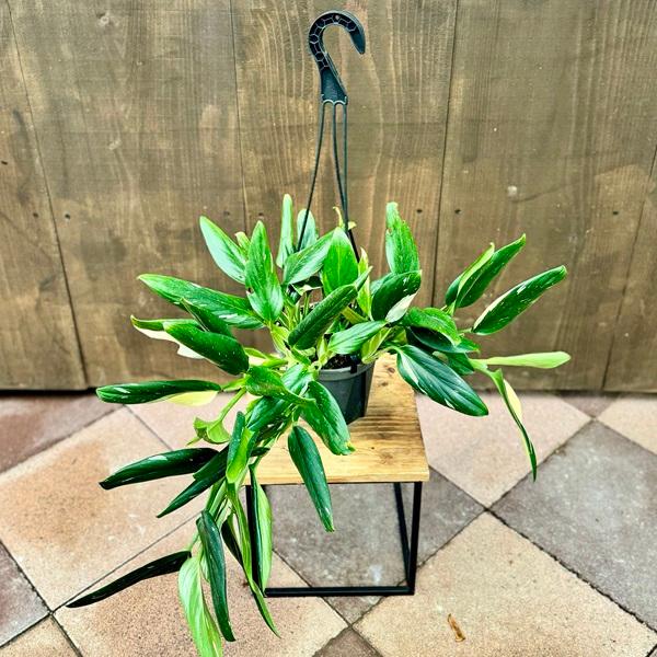 おしゃれ 観葉植物：フィロデンドロン コブラ*5号吊り鉢 : 遊恵盆栽