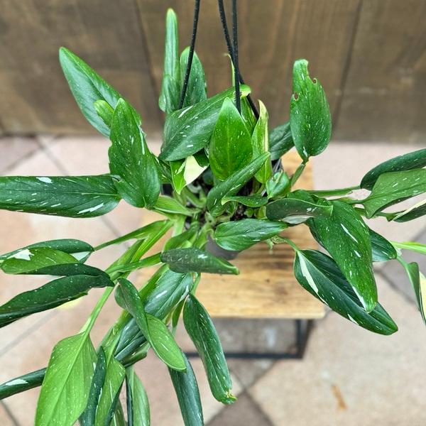 おしゃれ 観葉植物：フィロデンドロン コブラ*5号吊り鉢 : 遊恵盆栽