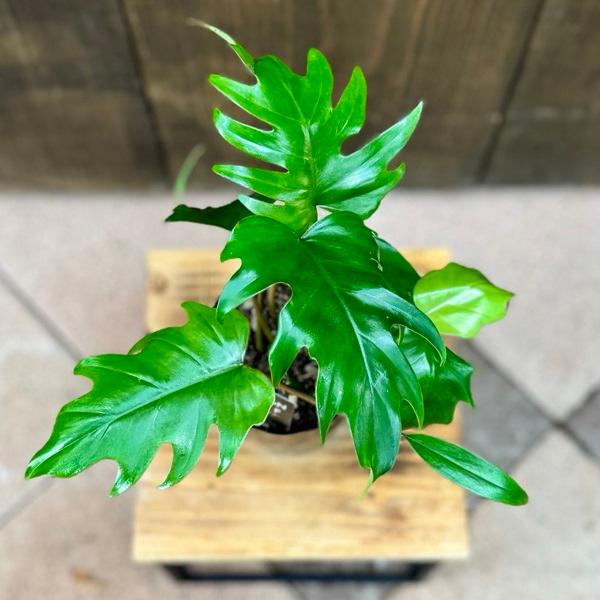おしゃれ 観葉植物：フィロデンドロン タンゴ*プラポット : 遊恵盆栽