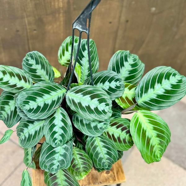 おしゃれ 観葉植物：マランタ レウコネウラ マッサンゲアナ*5号吊り