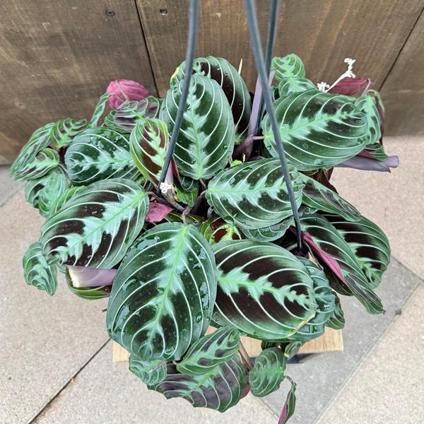 おしゃれ 観葉植物：マランタ レウコネウラ マッサンゲアナ*5号吊り