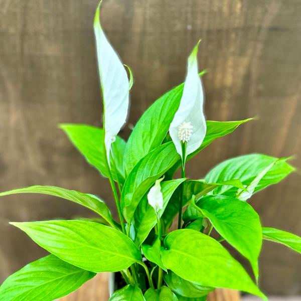 観葉植物 苗：スパティフィラム トレリー*3.5号プラポット スパッティ