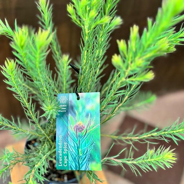 鉢花 観葉植物：リューカデンドロン ケープ＆スパイス*5号 ケープ