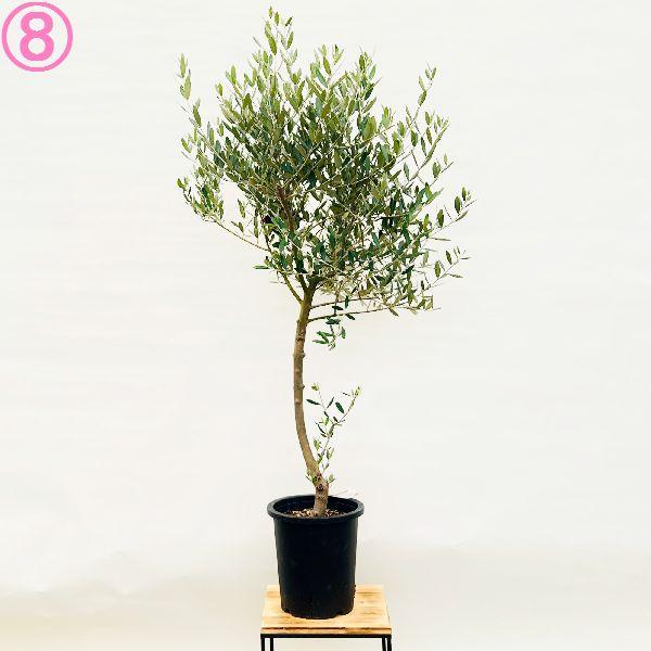 おしゃれ 観葉植物 選べる現品：オリーブの木 ミッション 8号*現品