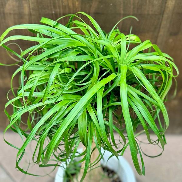 【現品】トックリラン/ノリナ/ポニーテール　7号　黒鉢（1） 現品】トックリラン/ノリナ/ポニーテール 7号 黒鉢（1） : 花の