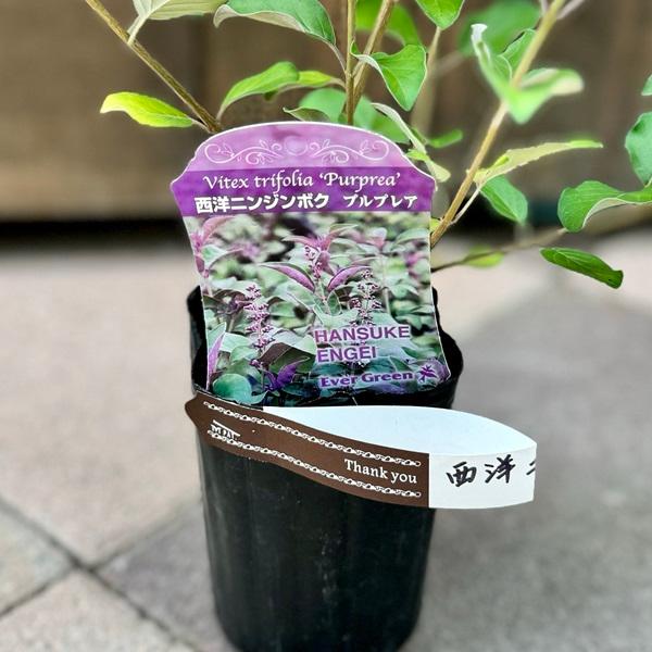 観葉植物 鉢花 苗：西洋ニンジンボク プルプレア*3号 : 遊恵盆栽 Yahoo