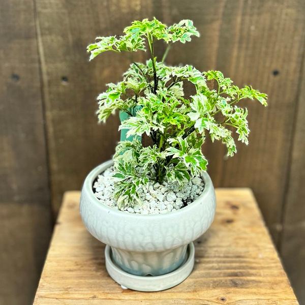 おしゃれ 観葉植物：ポリシャス シュガーベビー*鉢植え 受皿付 : 遊恵