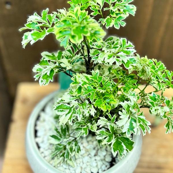 おしゃれ 観葉植物：ポリシャス シュガーベビー*鉢植え 受皿付 : 遊恵