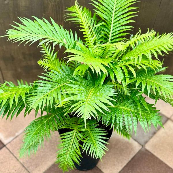 おしゃれ 観葉植物 西洋シダ植物：ブレクナム シルバーレディー*黒