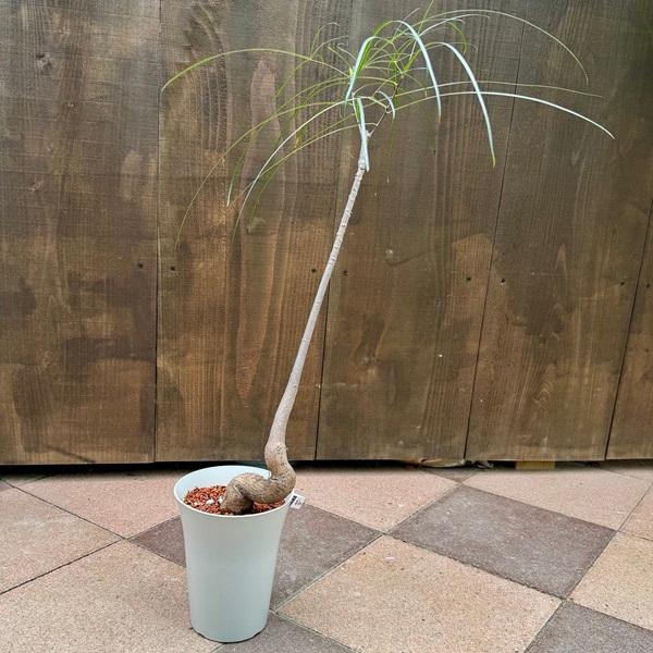観葉植物 ブラキキトン 195cm おしゃれ 観葉植物：ブラキキトン ボトルツリー*プラポット 5号 : 遊恵