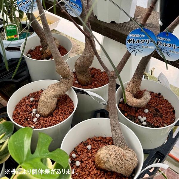 おしゃれ 観葉植物:ブラキキトン ボトルツリー*プラポット 5号 おしゃれ 観葉植物:ブラキキトン ボトルツリー*プラポット 5号