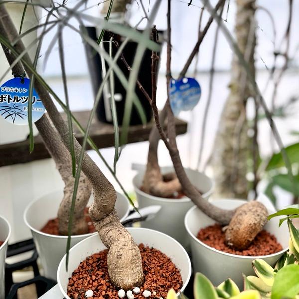 おしゃれ 観葉植物:ブラキキトン ボトルツリー*プラポット 5号 おしゃれ 観葉植物:ブラキキトン ボトルツリー*プラポット 5号