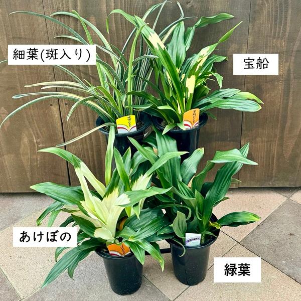 観葉植物 品種選べます：オモト 万年青*プラポット おもと 引っ越し