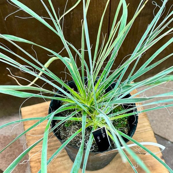 おしゃれ 観葉植物 苗：ユッカ エラータ*4号 Yucca elata : 遊恵