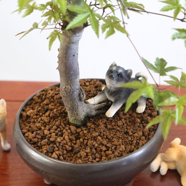 雑貨 置物 フィギュア 選べる：豆柴*豆しば 柴犬 : 遊恵盆栽 Yahoo!店