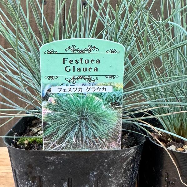 観葉植物 苗 グラス：フェスツカ グラウカ 2個セット*ウシノケグサ