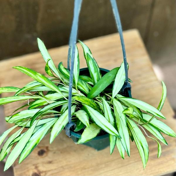 おしゃれ 観葉植物：ホヤ ケンティアナ バリエガータ*3.5号 吊り鉢