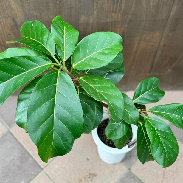 おしゃれ 観葉植物：フィカス アフリカンプリンス*7号プラポット