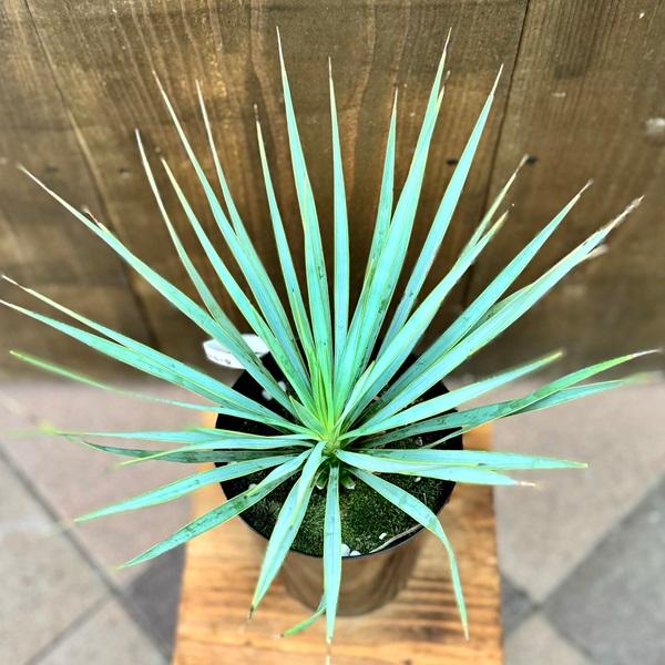 おしゃれ 観葉植物 苗：ユッカ ロストラータ*5号 Yucca rostrata