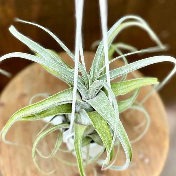 Tillandsia 'Lucille' チランジア ルシール fit=scale-down,w=1200