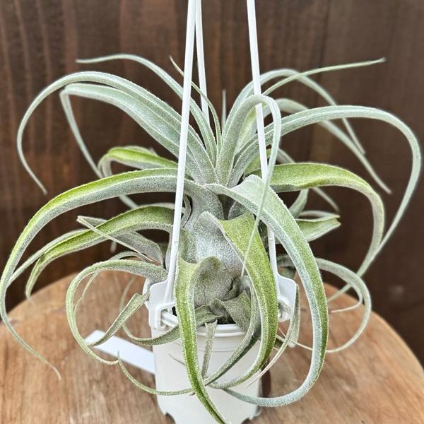 おしゃれ 観葉植物：チランジア ルシール*エアープランツ Tillandsia