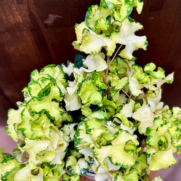 おしゃれ 観葉植物 アイビー:ヘデラ ムーンライト*5号 おしゃれ 観葉植物 アイビー:ヘデラ ムーンライト*5号