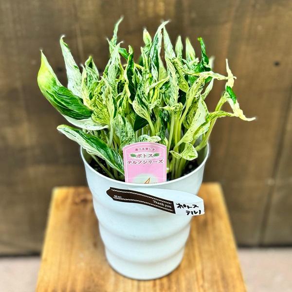 おしゃれ 観葉植物：ポトス テルノラブソング*5号 : f8515v : 遊恵盆栽 