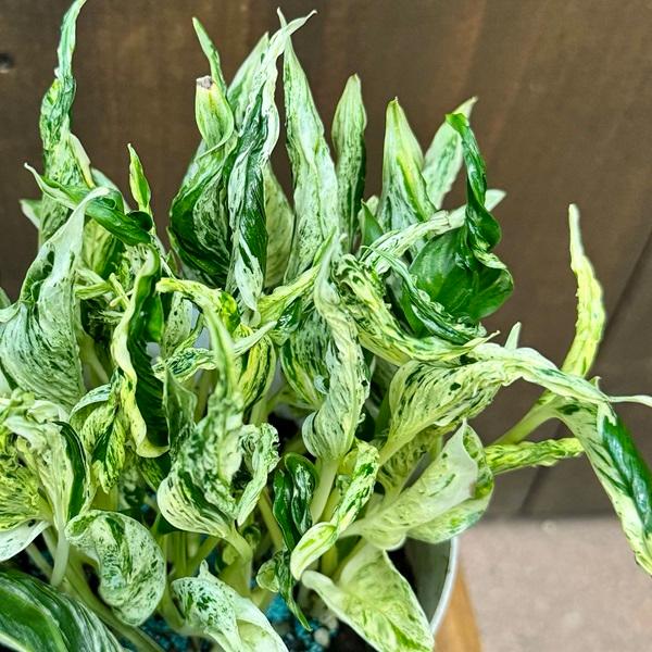 おしゃれ 観葉植物：ポトス テルノラブソング*5号 : 遊恵盆栽 Yahoo!店