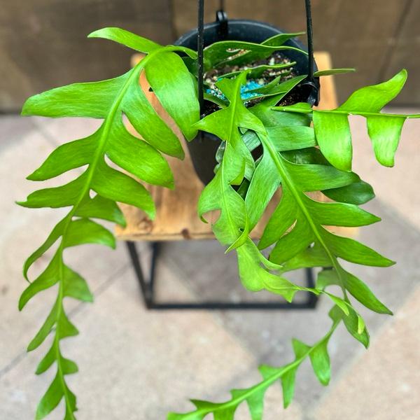 エピフィラムクリソカルディウム　大型　吊り鉢 エピフィラム：クリソカルディウム4号吊鉢 の通販 | 園芸ネット