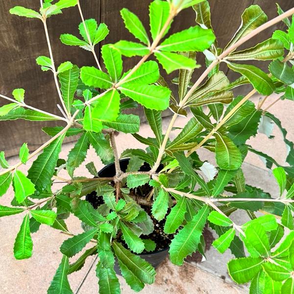 観葉植物 鉢花 苗：バンクシア コースト*インテグリフォリア 6号