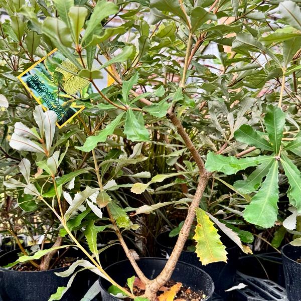 観葉植物 鉢花 苗：バンクシア コースト*インテグリフォリア 6号