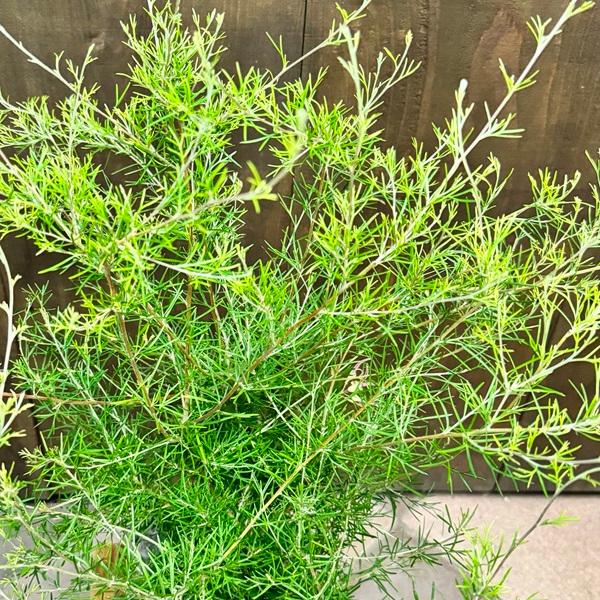 花苗 観葉植物：グレビレア センパフローレンス 大*オージープランツ