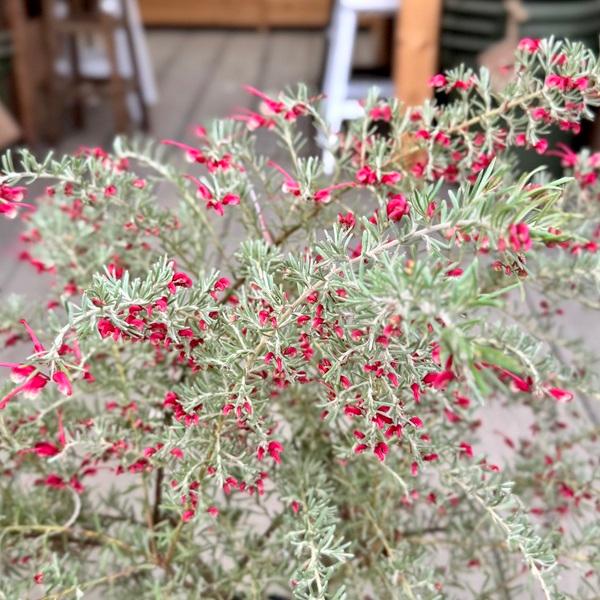 花苗 観葉植物：グレビレア プーリンダイルミナ*オージー