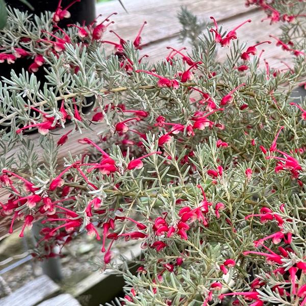 花苗 観葉植物:グレビレア プーリンダイルミナ*オージー 花苗 観葉植物:グレビレア プーリンダイルミナ*オージー