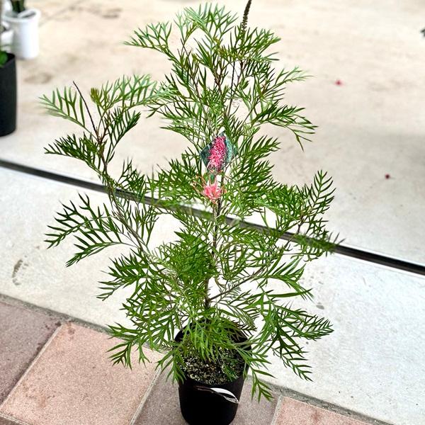 グレビレアビピナティフィダ　グレープグレビレア　オージープランツ 花苗 観葉植物：グレビレア サパーブ*オージープランツ Grevillea