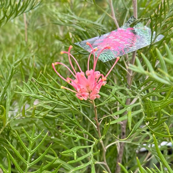 グレビレア ピンクサプライズ 苗 B オージープランツ 【公式通販】