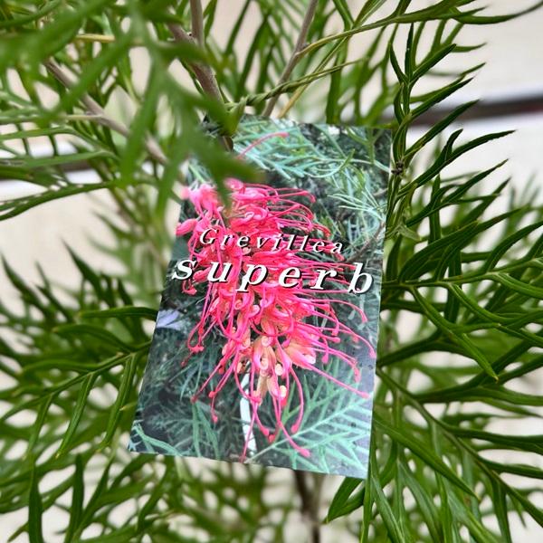 花苗 観葉植物：グレビレア サパーブ*オージープランツ