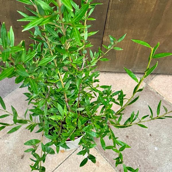 花苗 観葉植物：グレビレア スプレンダー*オージープランツ Grevillea