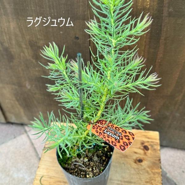 43㎝　リューカデンドロンとアンティーク紫陽花の横長ガーランド 直前!!!】リューカデンドロン トータムフィーメル 50cm(シルバー