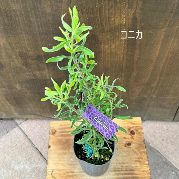 鉢花 観葉植物 選べる：リューカデンドロン*3号 ポンデンス ジェイド