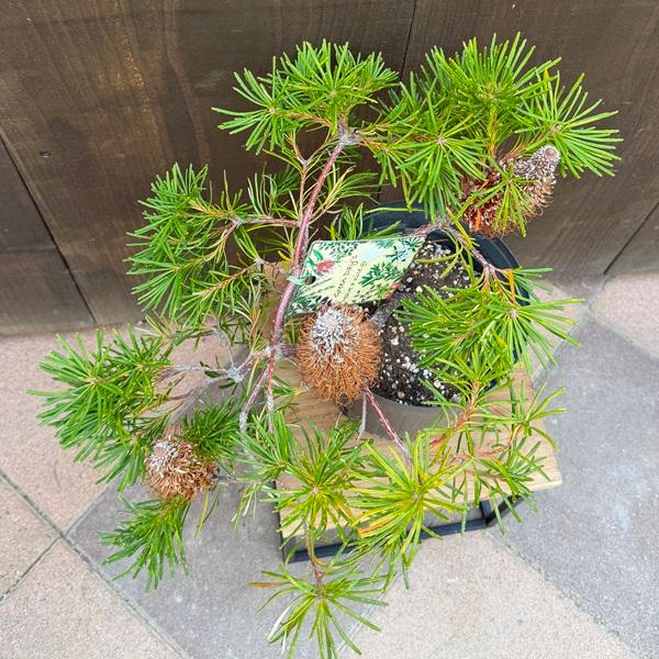 観葉植物 鉢花 苗：バンクシア バースデーキャンドル*6号 Banksia