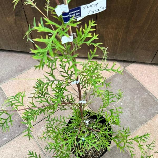 たいがページ　這性　グレビレア　ブロンズランバー　鉢植え　オージープランツ グレビレア：ブロンズランバー6号ポット の通販 | 園芸ネット