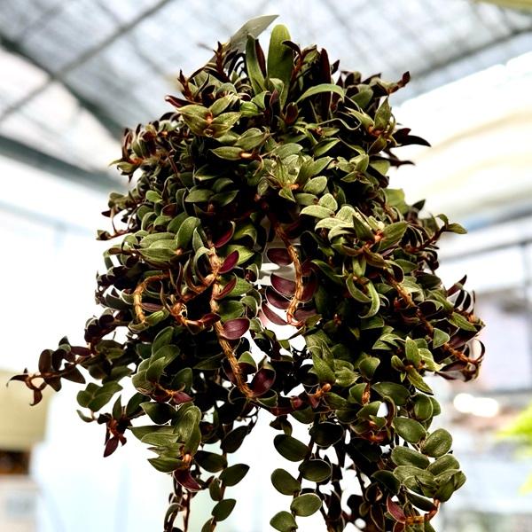 おしゃれ 観葉植物：シアノティス キューエンシス*5号吊り鉢