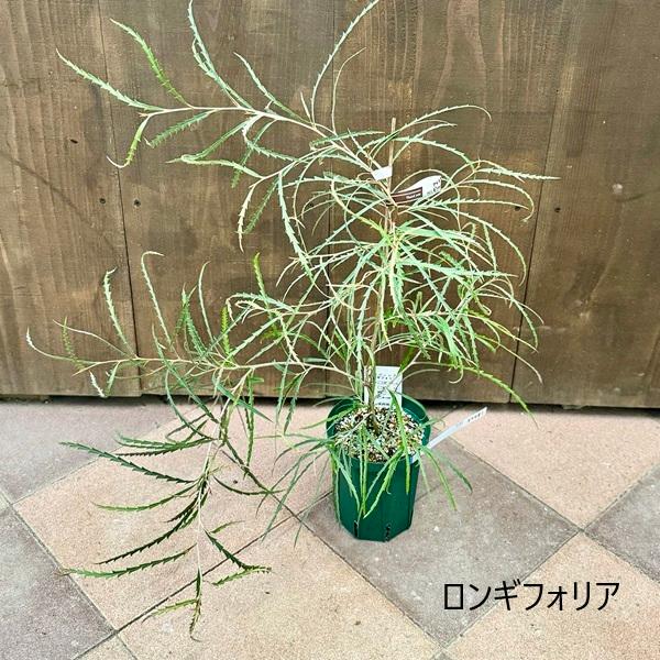花苗 観葉植物 選べる:グレビレア*5号 ココナッツアイス ロンギ 花苗 観葉植物 選べる:グレビレア*5号 ココナッツアイス ロンギ