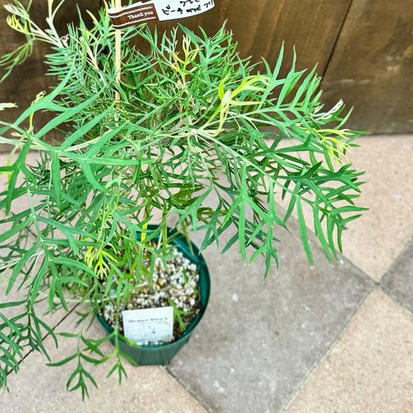 花苗 観葉植物 選べる:グレビレア*5号 ココナッツアイス ロンギ 花苗 観葉植物 選べる:グレビレア*5号 ココナッツアイス ロンギ