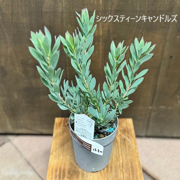 鉢花 観葉植物 選べる：リューカデンドロン*4号 シックスティーン