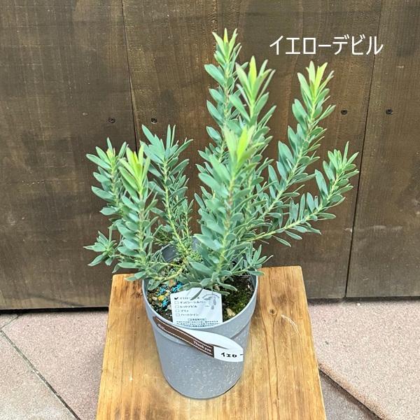 鉢花 観葉植物 選べる：リューカデンドロン*4号 シックスティーン