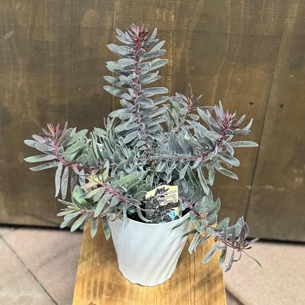 鉢花 観葉植物：リューカデンドロン バーガンディサンセット*5号