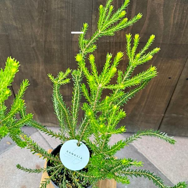 観葉植物 鉢花 苗：バンクシア エリシフォリア*5号 Banksia Ericifolia